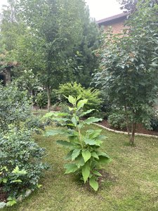 IMG_7075.jpeg