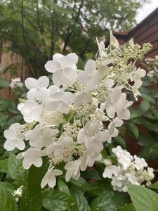 IMG_7106.jpeg