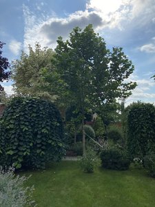 IMG_7156.jpeg