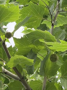 IMG_7158.jpeg