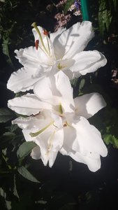 4084ae94-45ad-4c8a-9343-4106d33600b0.jpg