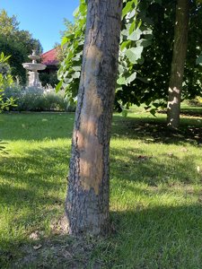 IMG_7167.jpeg