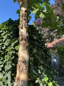 IMG_7166.jpeg