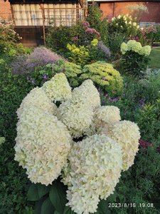IMG_20230816_190858.jpg