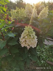IMG_20230816_191108.jpg