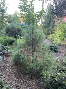 IMG_7172.jpeg