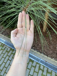 IMG_7163.jpeg