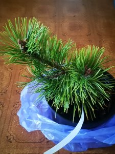 сосна Pinus mugo Hostyn Gold.jpg
