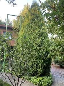 IMG_7203.jpeg