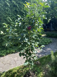 IMG_7221.jpeg