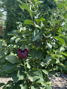 IMG_7222.jpeg