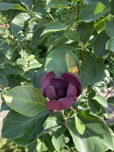 IMG_7223.jpeg