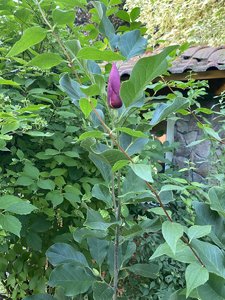 IMG_7184.jpeg