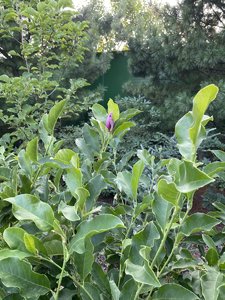 IMG_7185.jpeg