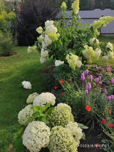 IMG_20230809_102601.jpg