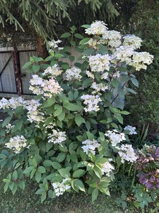 IMG_8103.jpeg