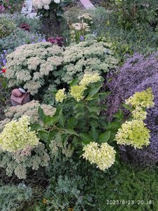IMG_20230823_201848_1.jpg
