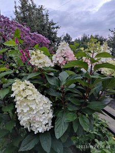 IMG_20230823_201432.jpg