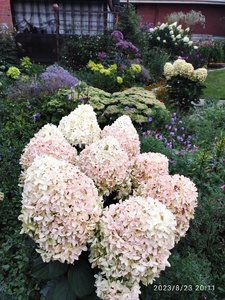 IMG_20230823_201140.jpg