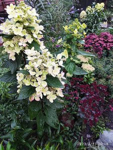 IMG_20230823_201057.jpg