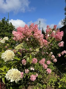 IMG_8159.jpeg
