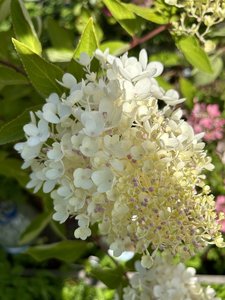 IMG_8161.jpeg