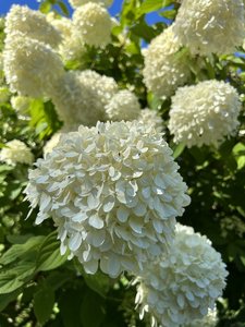 IMG_8091.jpeg
