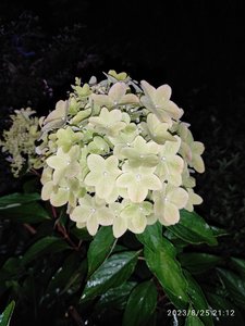 IMG_20230825_211204.jpg