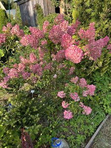 IMG_8285.jpeg