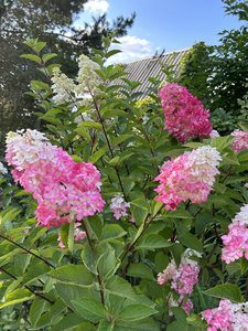 IMG_8287.jpeg