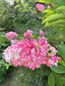 IMG_8288.jpeg