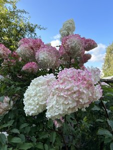 IMG_8268.jpeg