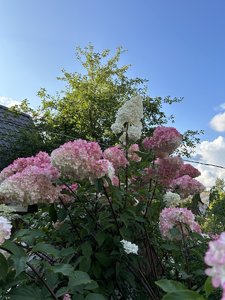 IMG_8267.jpeg