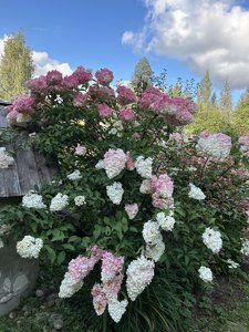 IMG_8266.jpeg