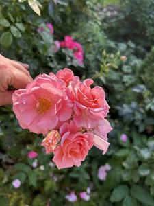 IMG_8274.jpeg
