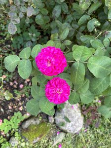 IMG_8277.jpeg