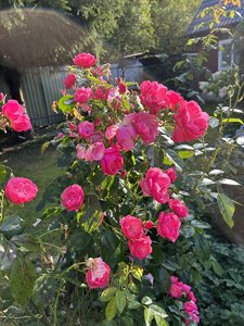 IMG_8273.jpeg