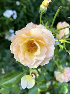 IMG_8190.jpeg