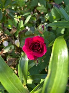 IMG_8189.jpeg