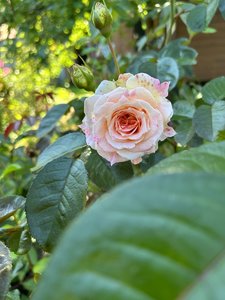 IMG_8174.jpeg