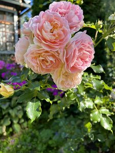 IMG_8113.jpeg