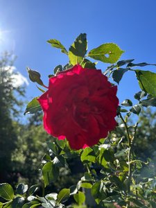 IMG_8096.jpeg