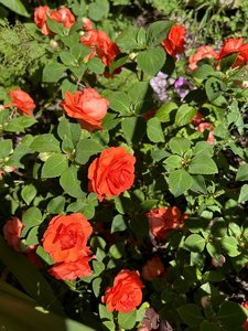 IMG_8094.jpeg