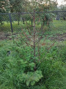 IMG_20220726_193318.jpg