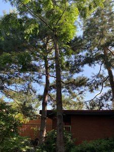 IMG_7385.jpeg