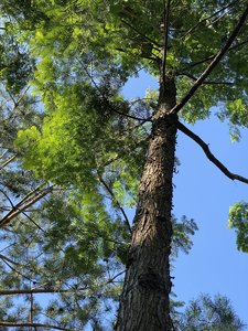 IMG_7387.jpeg