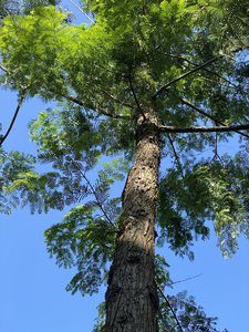 IMG_7388.jpeg