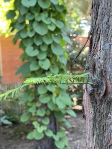 IMG_7389.jpeg