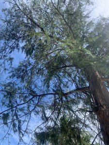 IMG_6748.jpeg