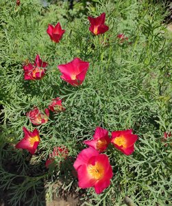 IMG_20230629_152043.jpg
